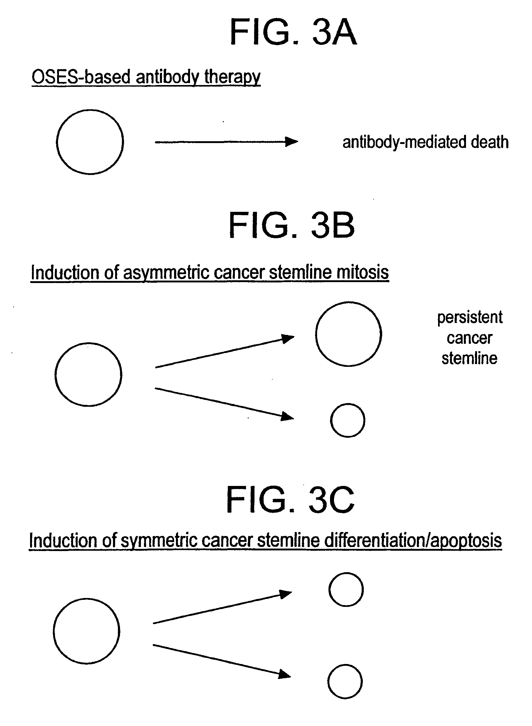 Novel methods of cancer diagnosis and therapy targeted against a cancer stem line