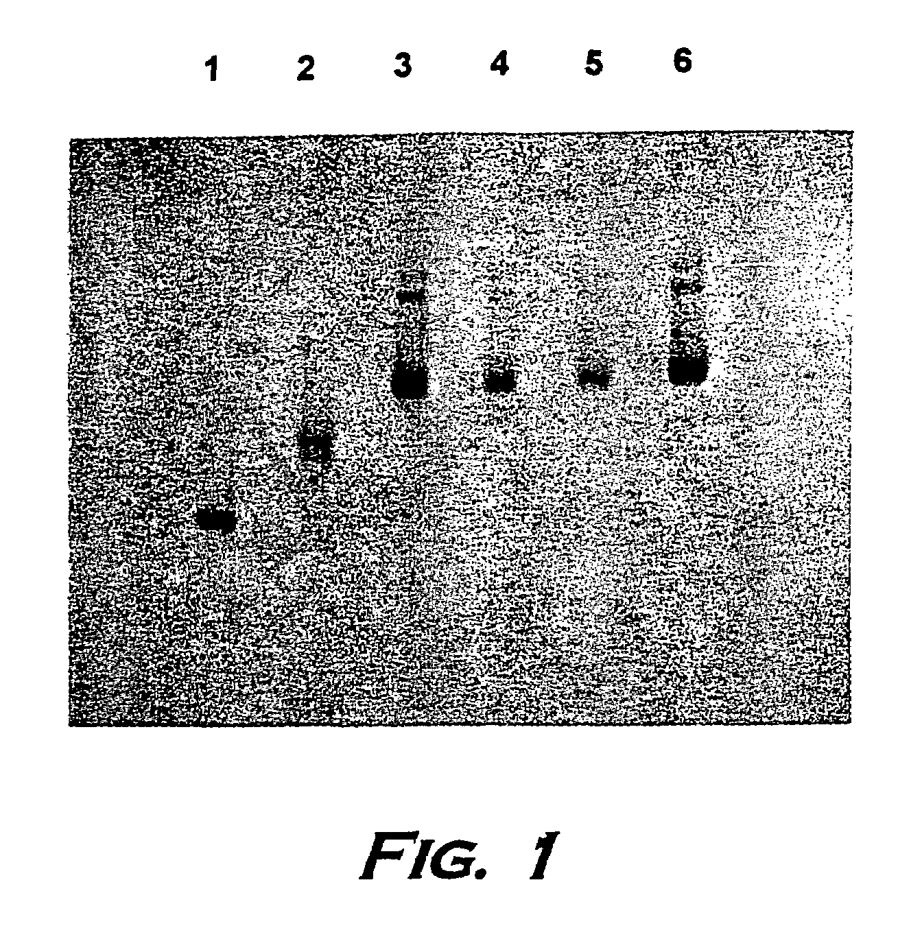 Stimulator of stem cell division