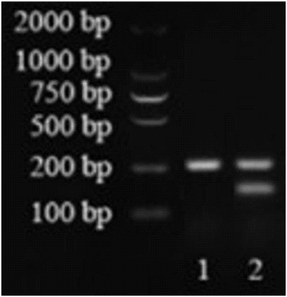 Primer pair, primer group, kit and method for distinguishing yak and cattle