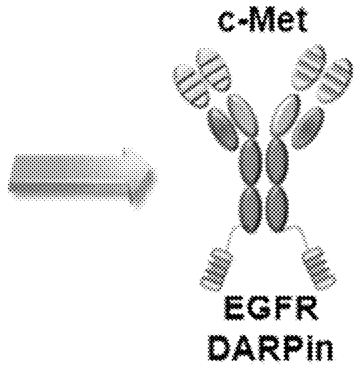 Bispecific chimeric proteins comprising DARPins