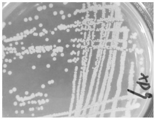 Aerobic denitrifying pseudomonas and culture method and application thereof