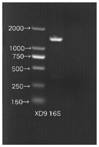 Aerobic denitrifying pseudomonas and culture method and application thereof