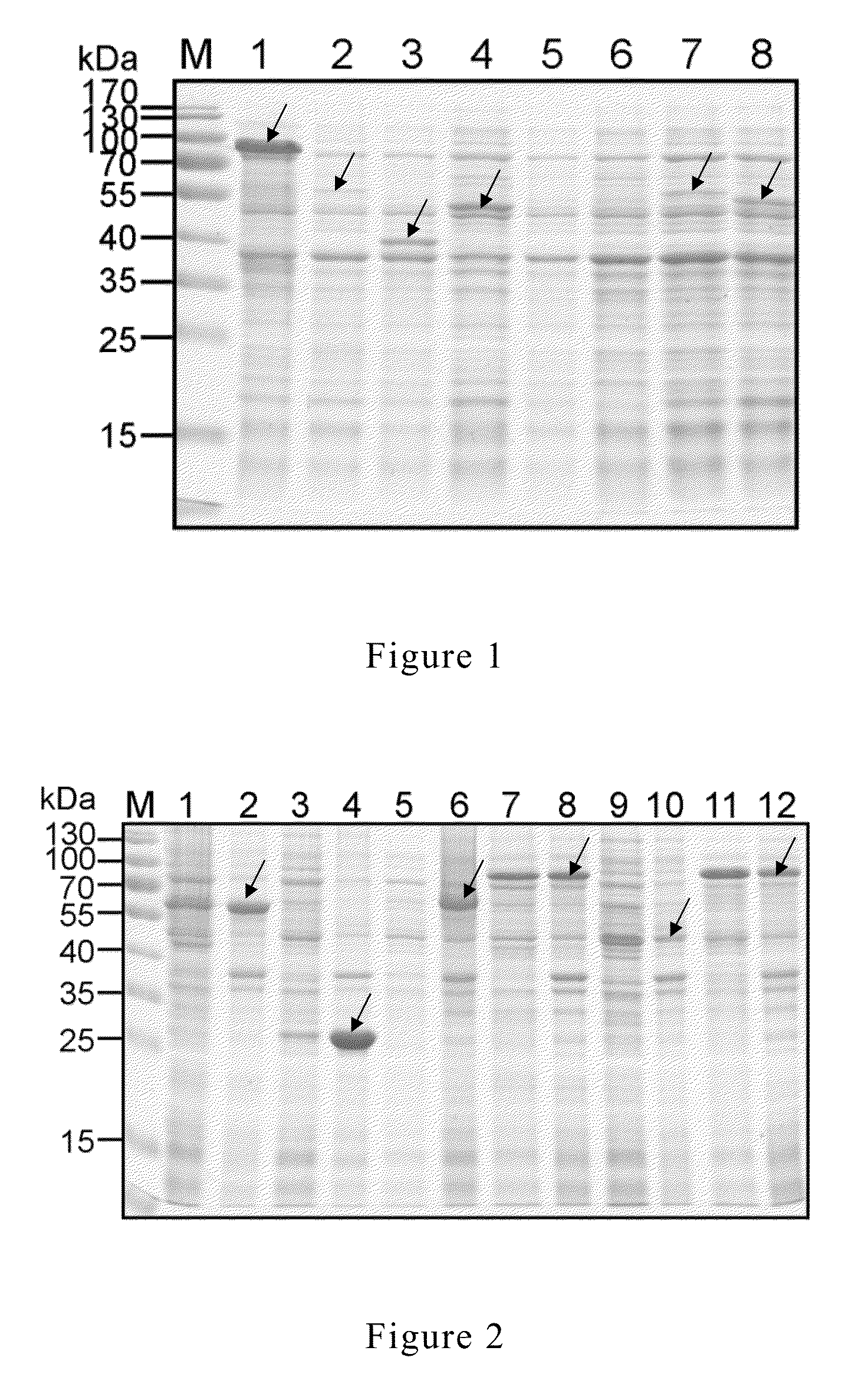 Composition for preventing mycoplasma spp. infection