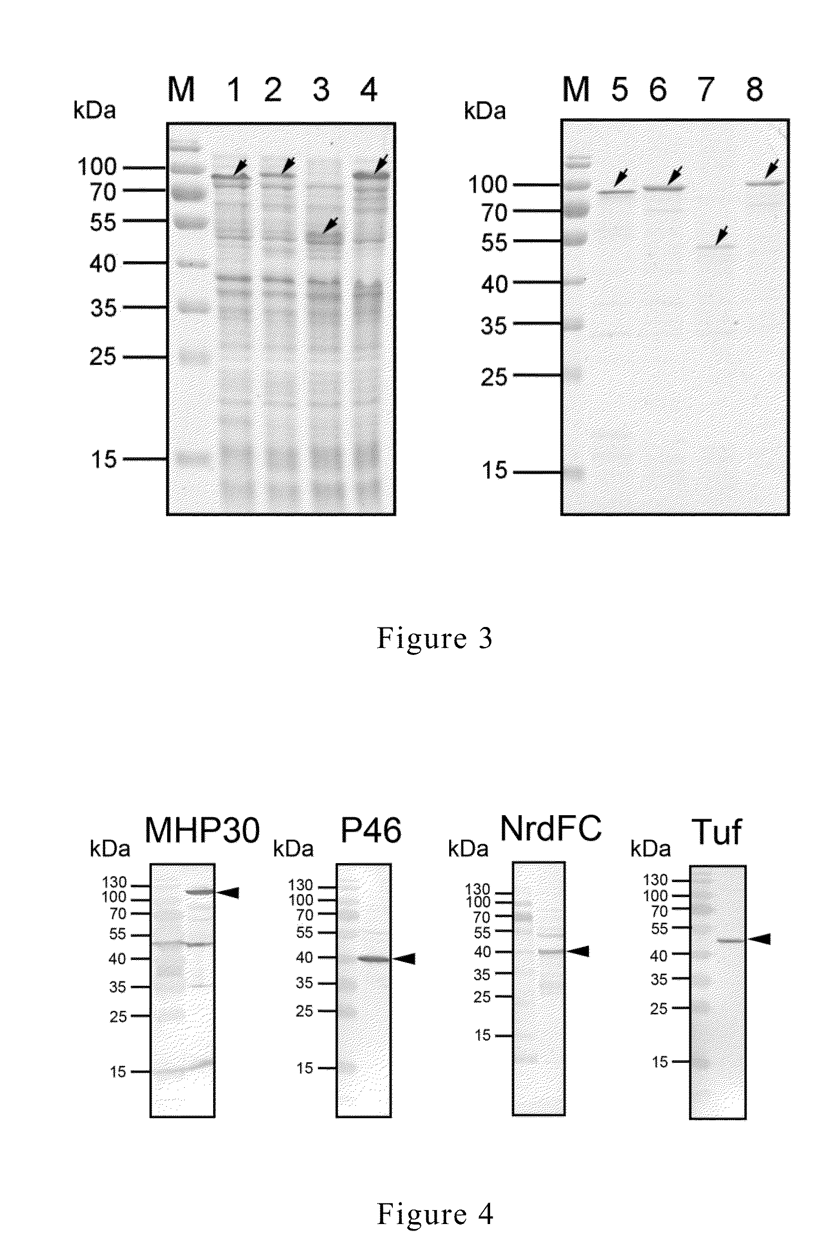 Composition for preventing mycoplasma spp. infection