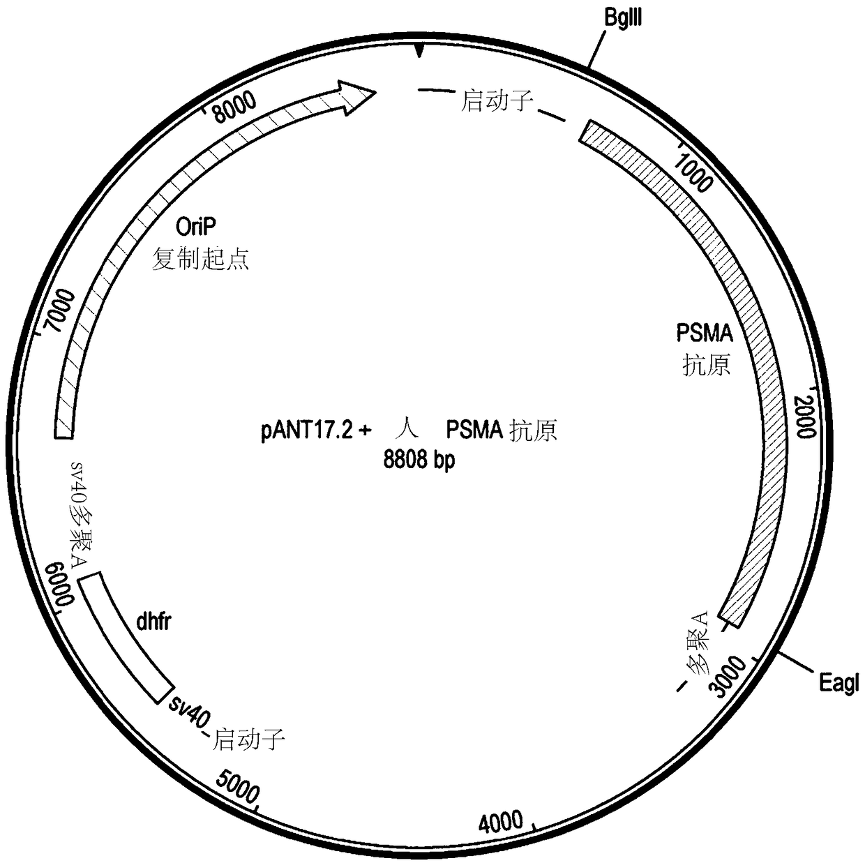 Antibodies, uses thereof and conjugates thereof