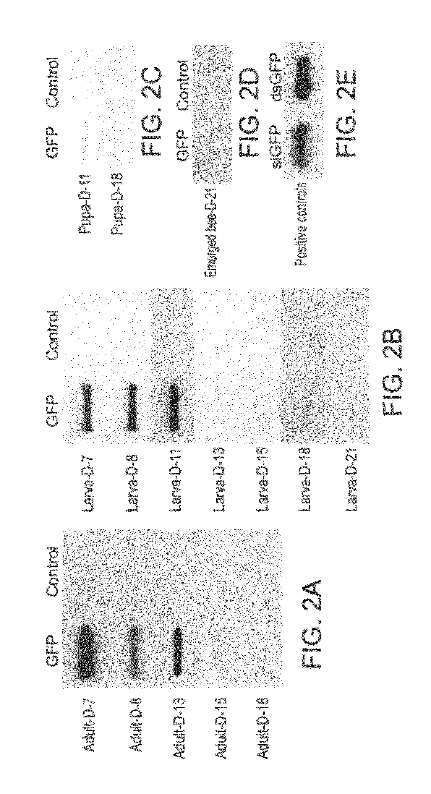 Compositions for controlling <i>Varroa </i>mites in bees