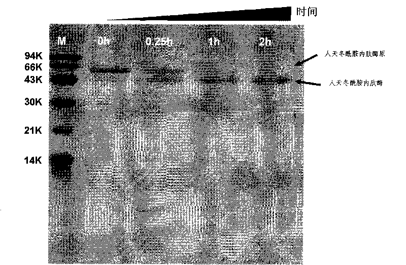 Method for preparing genetic engineering N-acetylated thymosin alpha1