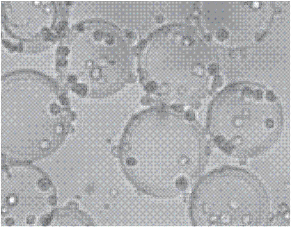 Simple and convenient establishment method of virus in-vitro three-dimensional culture model