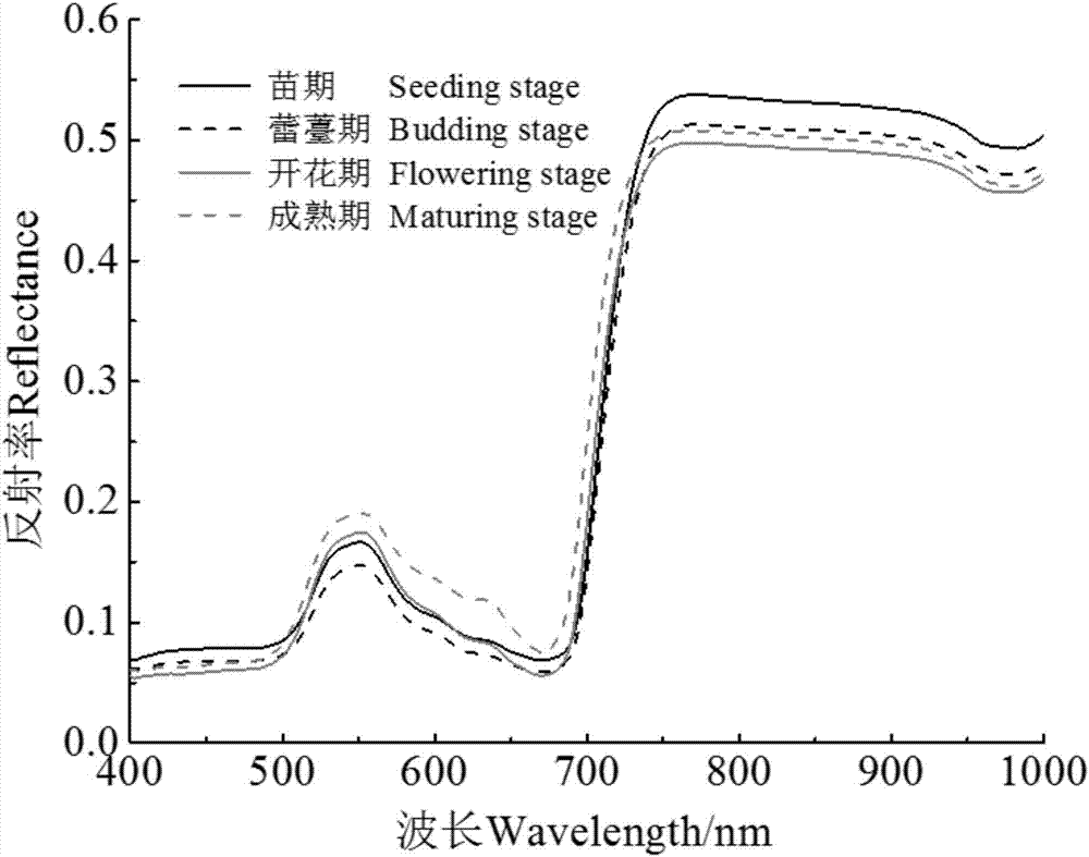 Remote sensing estimation method for SPAD value of rape leaves in different growth periods