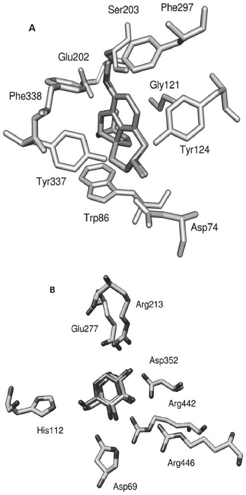 Anthraquinone compound and preparation method of anthraquinone compound from ranunculus davidii