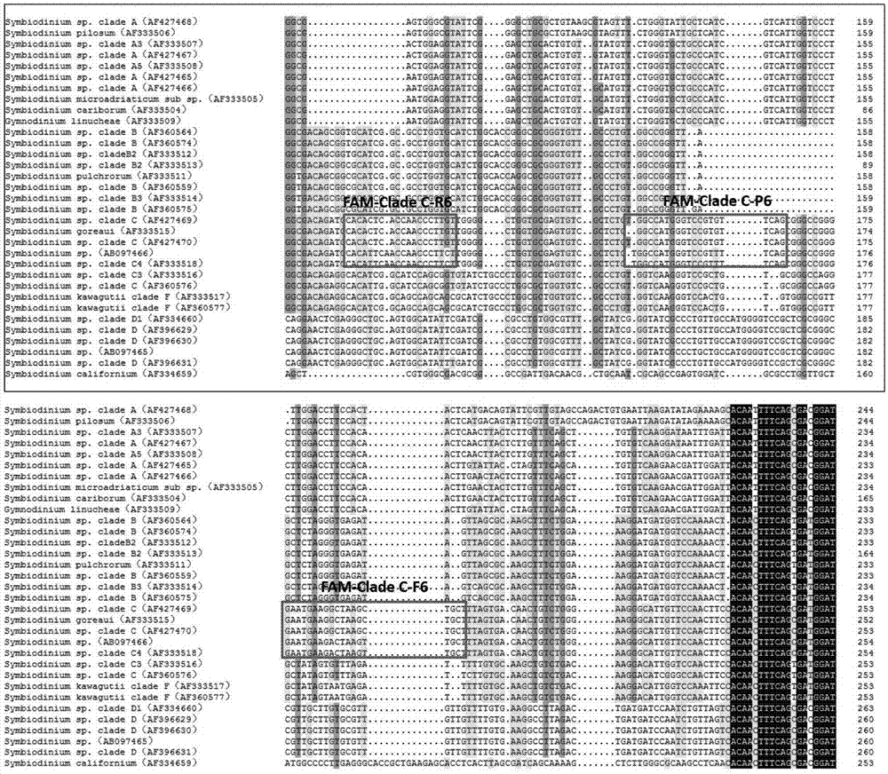 Primer and probe for identifying temperature-sensitive type of coral symbiotic photosynthetic algae and identifying method