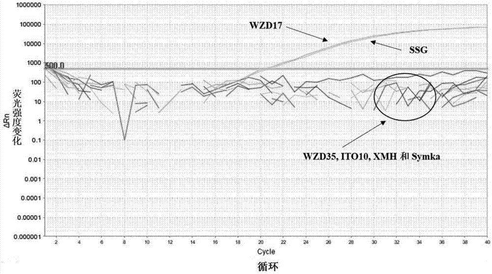 Primer and probe for identifying temperature-sensitive type of coral symbiotic photosynthetic algae and identifying method