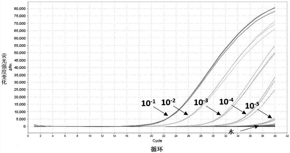 Primer and probe for identifying temperature-sensitive type of coral symbiotic photosynthetic algae and identifying method