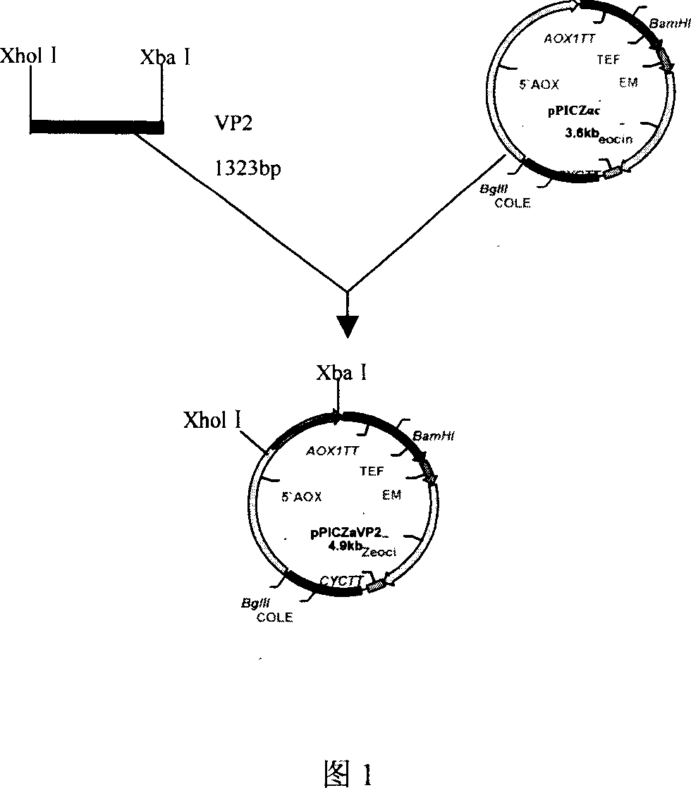 Chicken infectivity bursa of Fabricius virus VP2 cDNA, its expression vector, expressed recombinant protein and application thereof