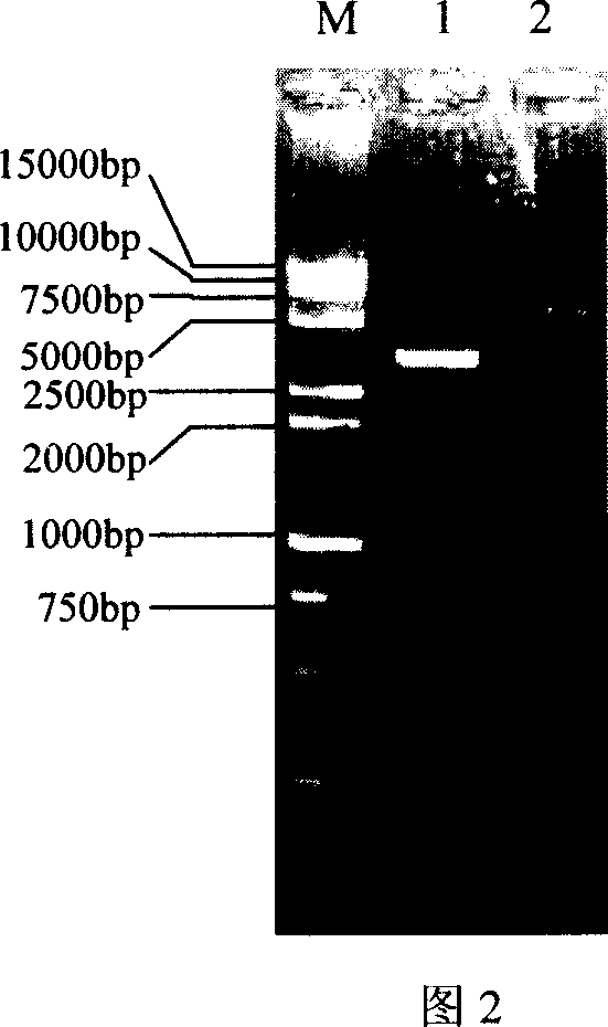 Chicken infectivity bursa of Fabricius virus VP2 cDNA, its expression vector, expressed recombinant protein and application thereof