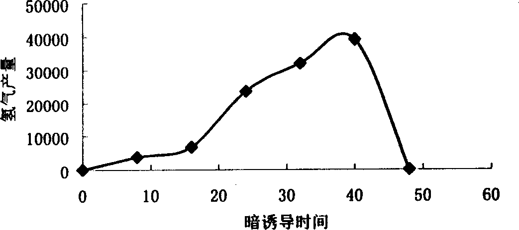 Two-step method of hydrogen production by biologically photolyzing water using ocean green algae