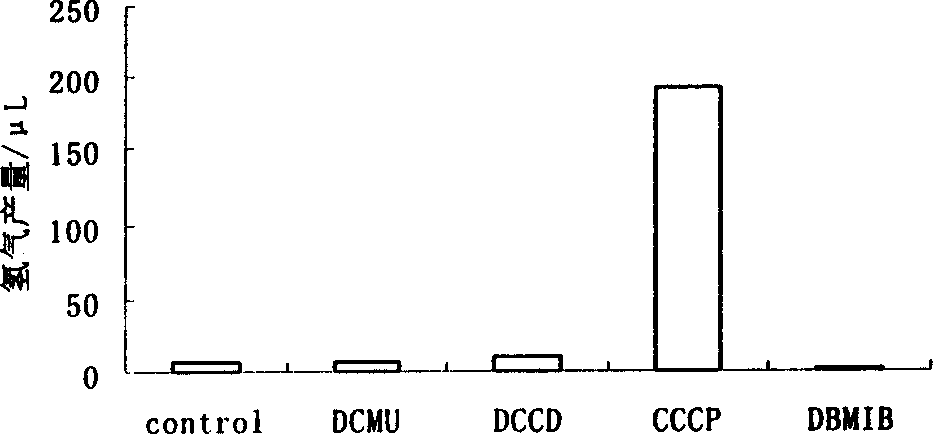 Two-step method of hydrogen production by biologically photolyzing water using ocean green algae