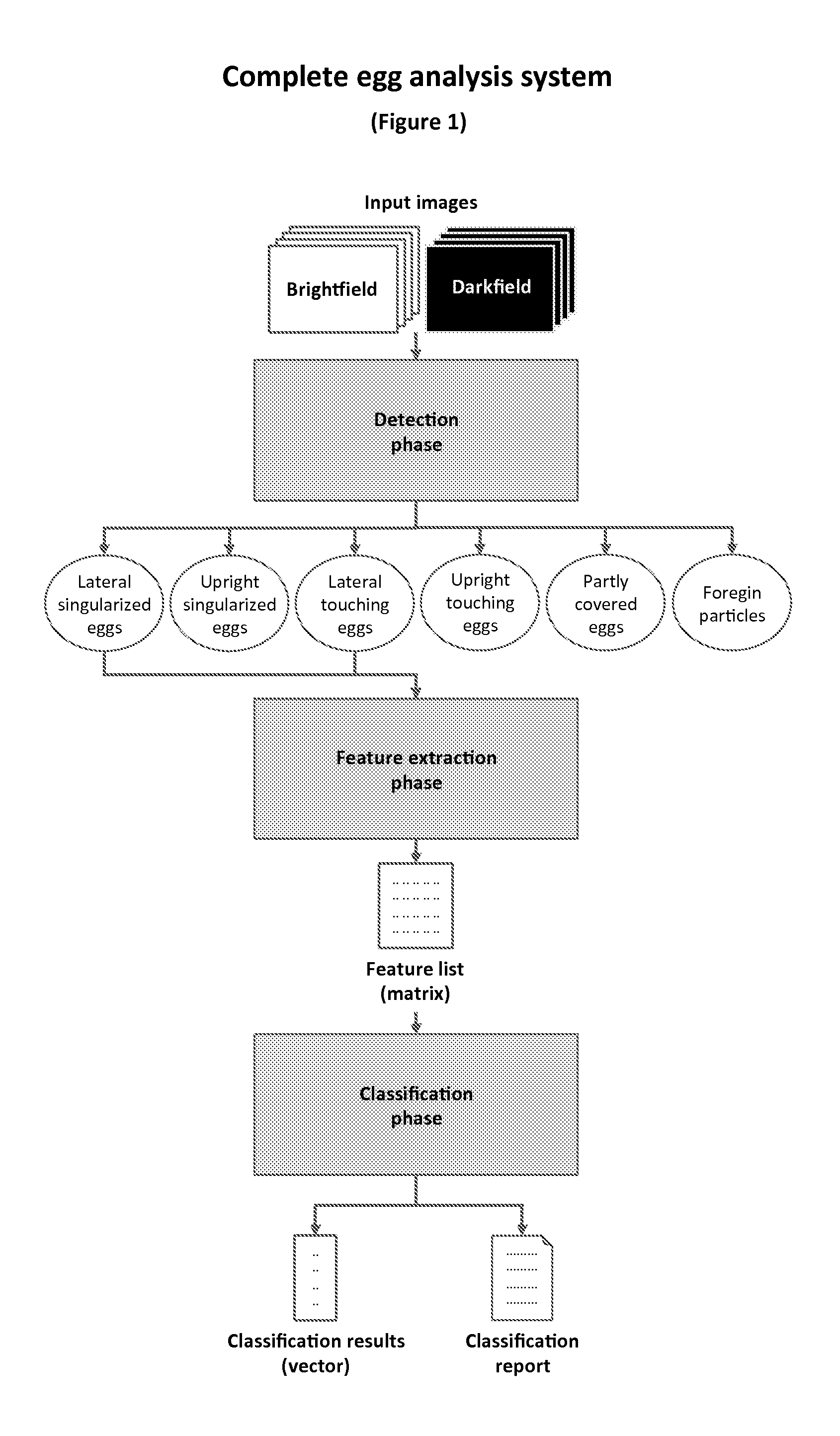 Computer Vision Based Method for Extracting Features Relating to the Developmental Stages of Trichuris Spp. Eggs