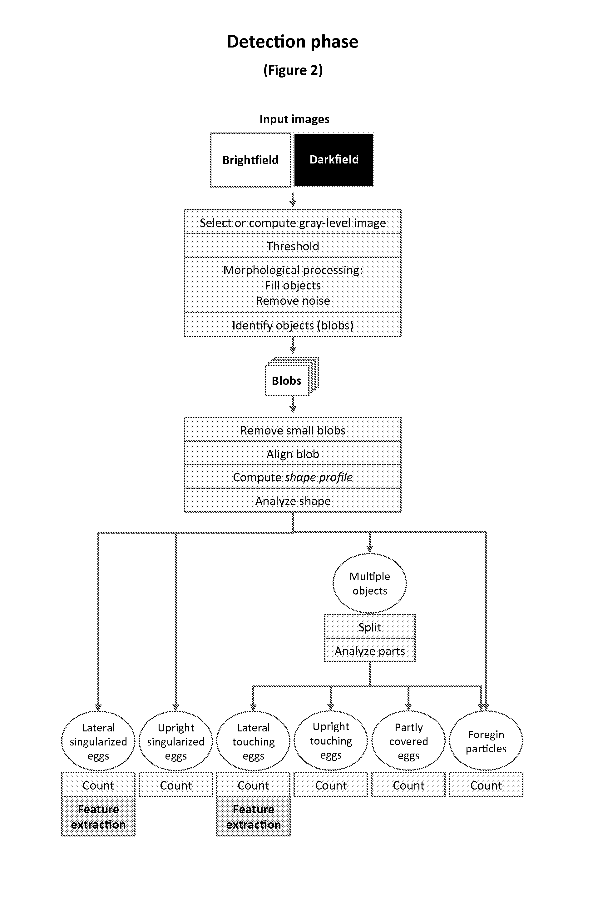 Computer Vision Based Method for Extracting Features Relating to the Developmental Stages of Trichuris Spp. Eggs