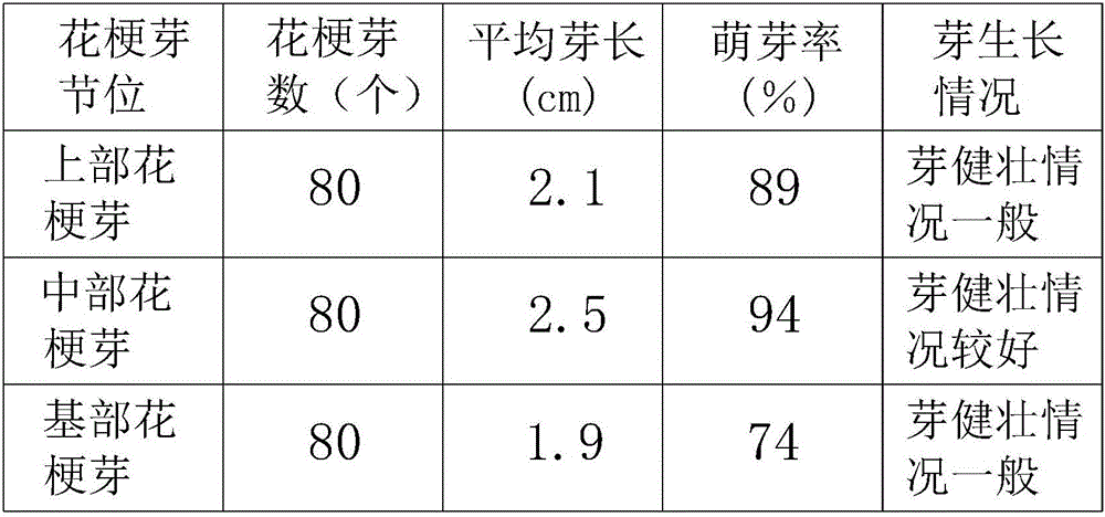 Cymbidium-ensifolium tissue-culture rapid propagation method