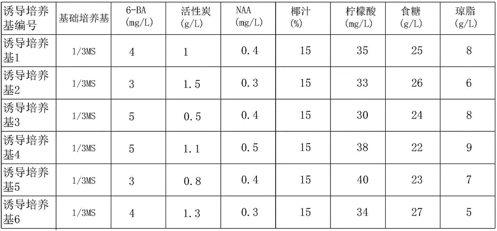 Cymbidium-ensifolium tissue-culture rapid propagation method