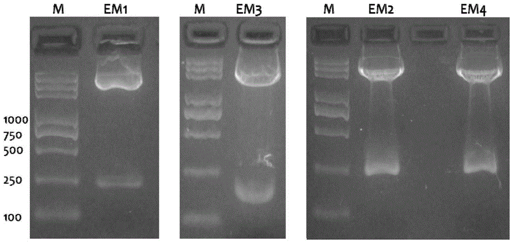 Recombinant erythropoietin-producing hepatocyte receptor A2 antagonist as well as coding genes and application thereof