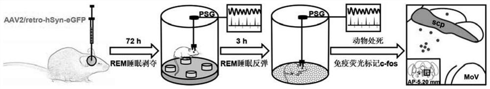 Experimental method for determining anatomo-functional delimitation of sublaterodorsal tegmental nucleus (SLD)