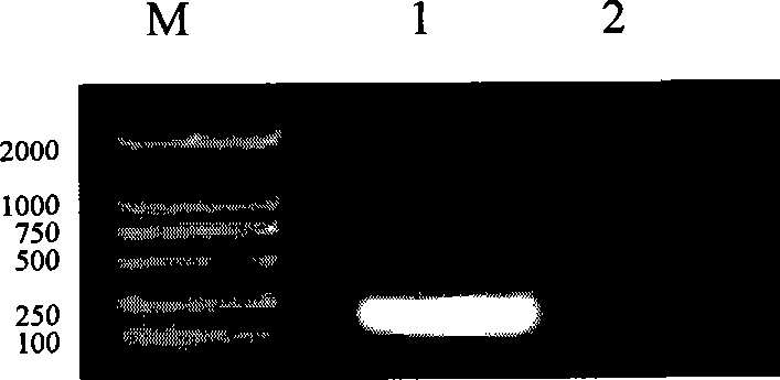 Engineering bacterial strain containing integron