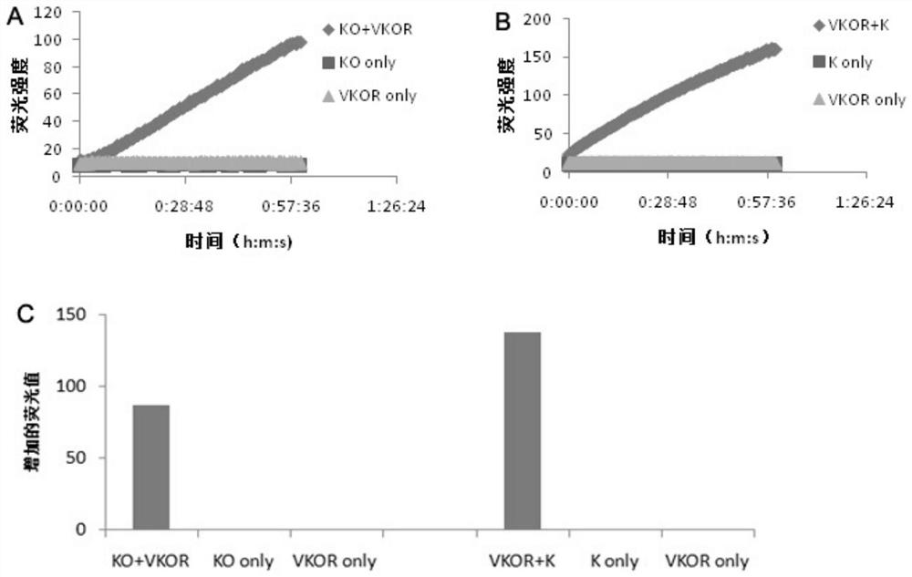 Vitamin K epoxide reductase in-vitro activity determination method and application thereof