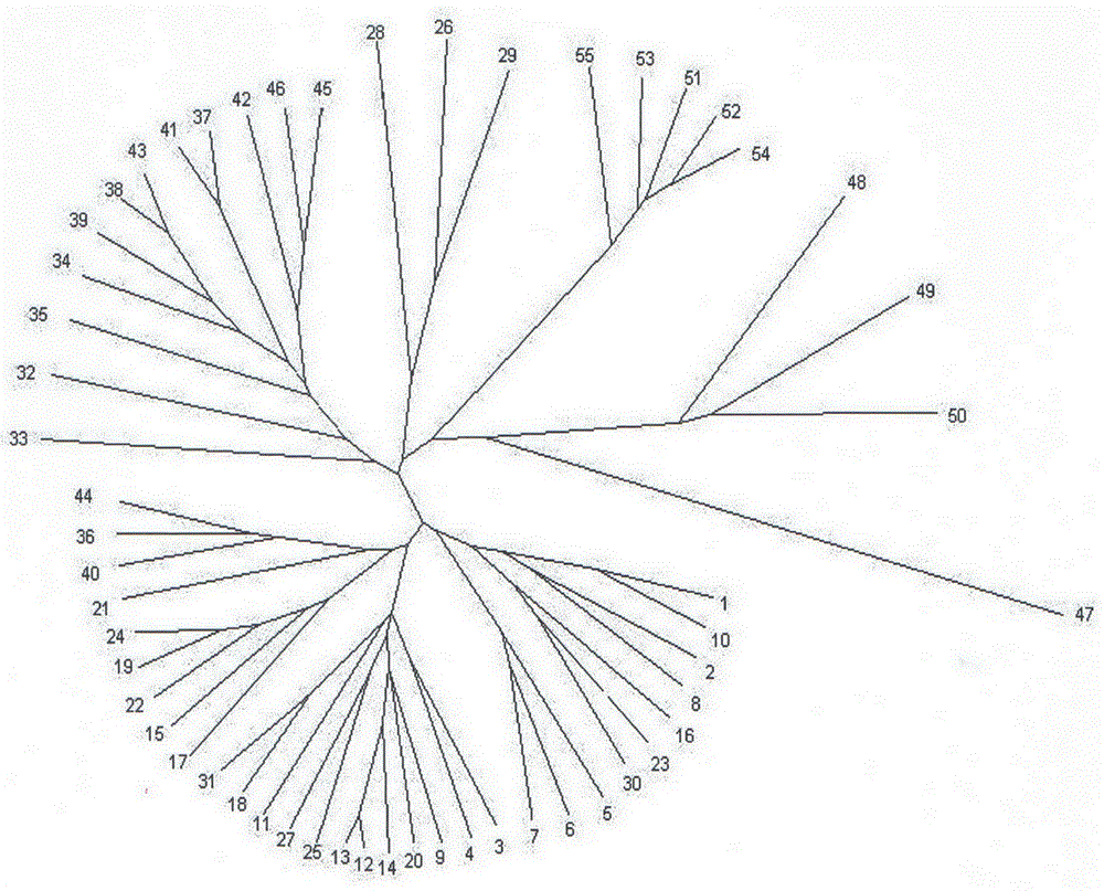 Method for identifying prunus persica plant species based on SSR molecular markers