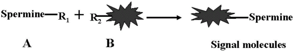 Signal labeled molecule for DNA oxidative damage product 8-hydroxydeoxyguanosine and labeling method