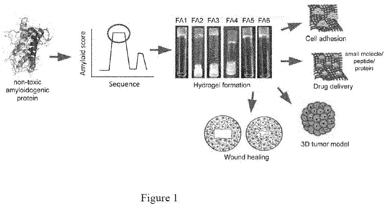 Functional amyloid hydrogels and applications thereof