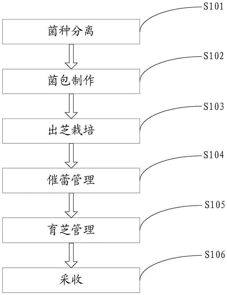 A kind of Tibetan white-fleshed ganoderma cultivation method