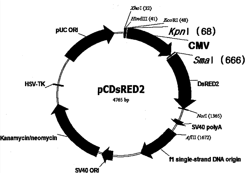 Bicistronic co-expression gene transfer bodyand preparation method