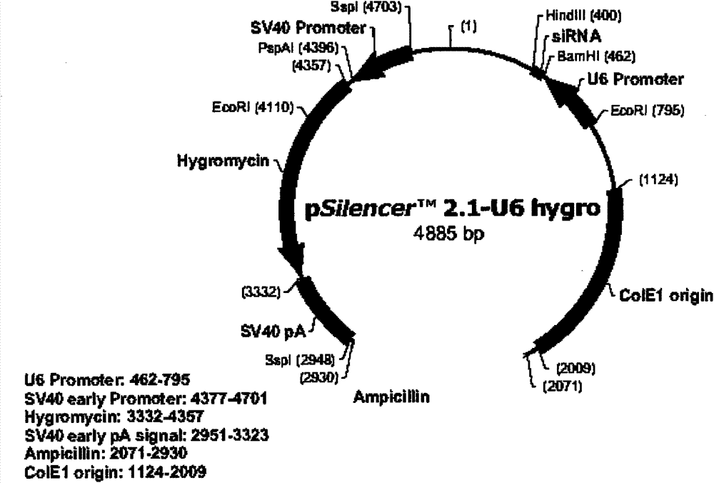 Bicistronic co-expression gene transfer bodyand preparation method