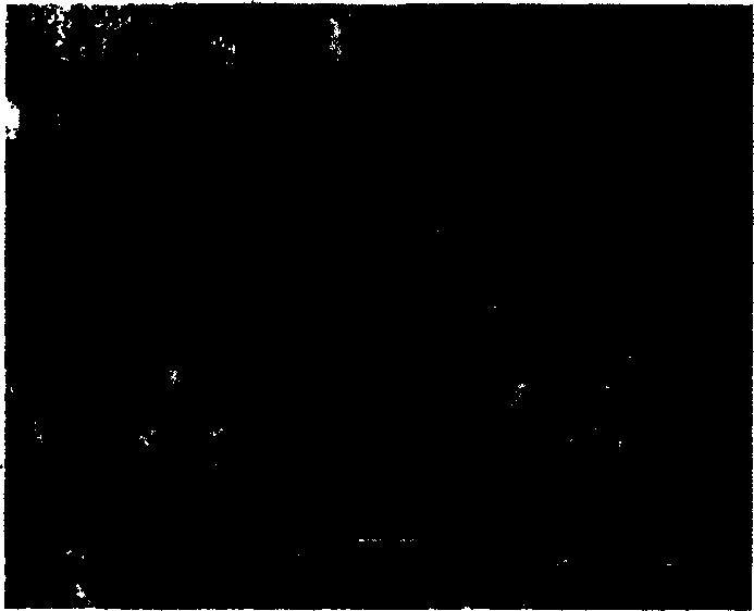 Process for preparing spherical high purity alumina