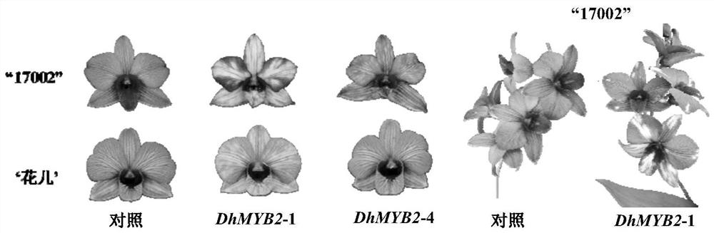 Method for instantaneously changing orchid color of dendrobium nobile by using DhMYB2 gene