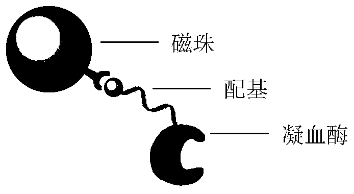 Probe for capturing hirudin polypeptide and application of probe