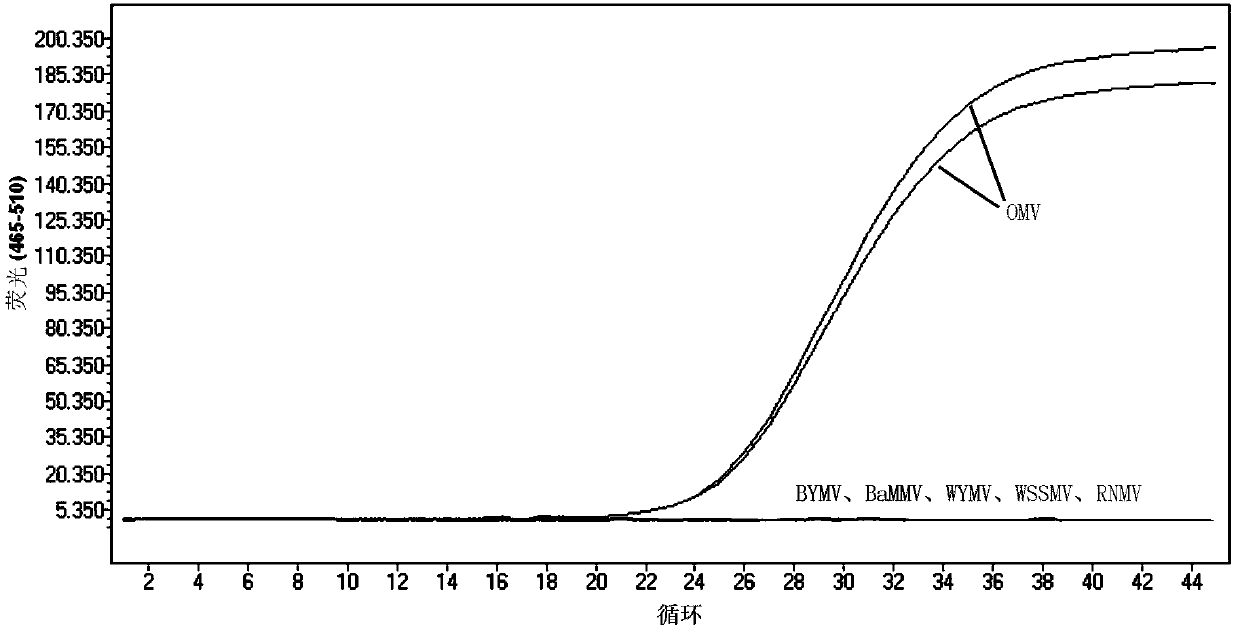 Real-time fluorescent RT-PCR detection method, primer and probe for oat mosaic virus and kit