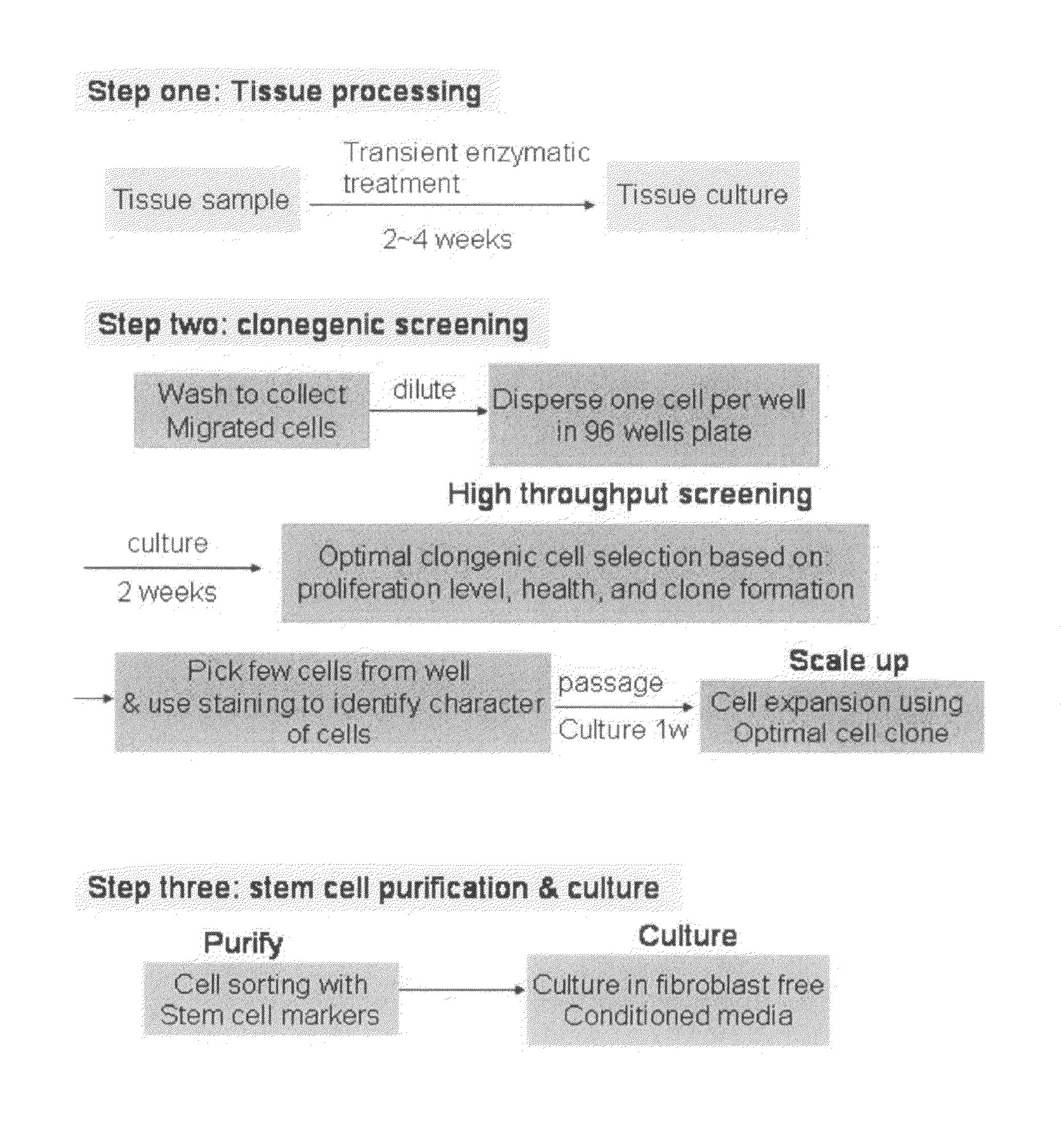 Enriched stem cell and progenitor cell populations, and methods of producing and using such populations