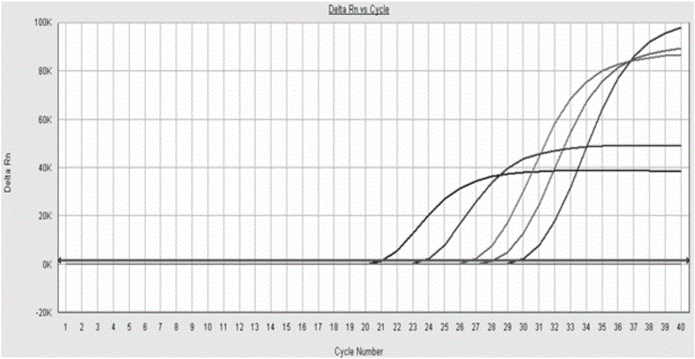 Chicken poison mycoplasma fluorescent quantitative detection kit and detection method thereof