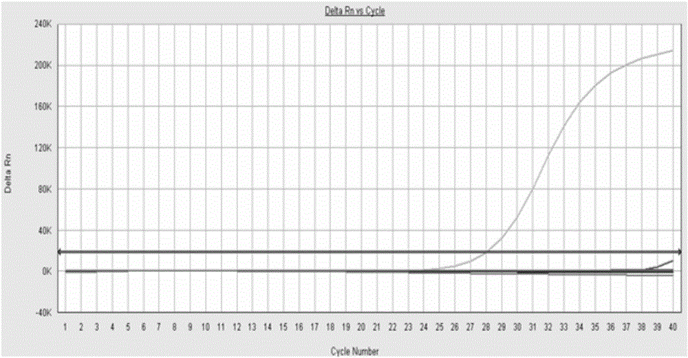 Chicken poison mycoplasma fluorescent quantitative detection kit and detection method thereof