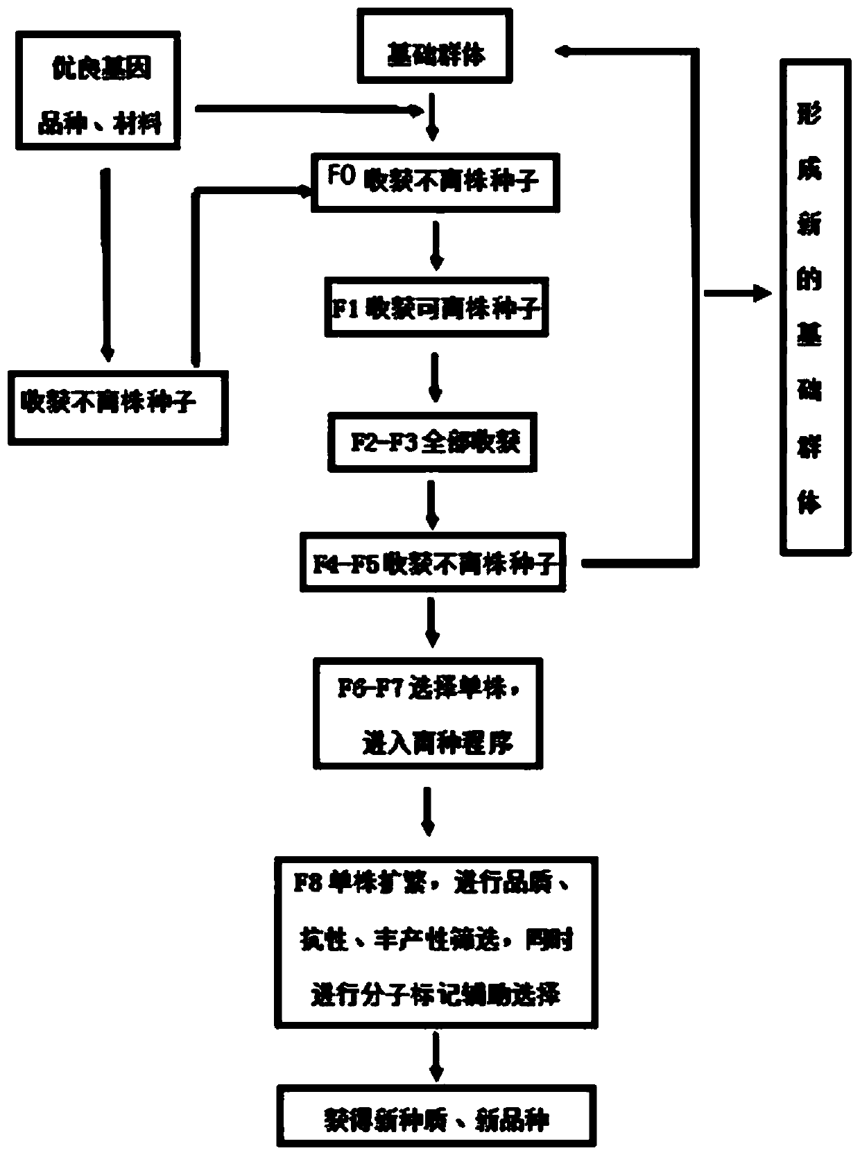 Breeding method of excellent novel germplasm of soybeans