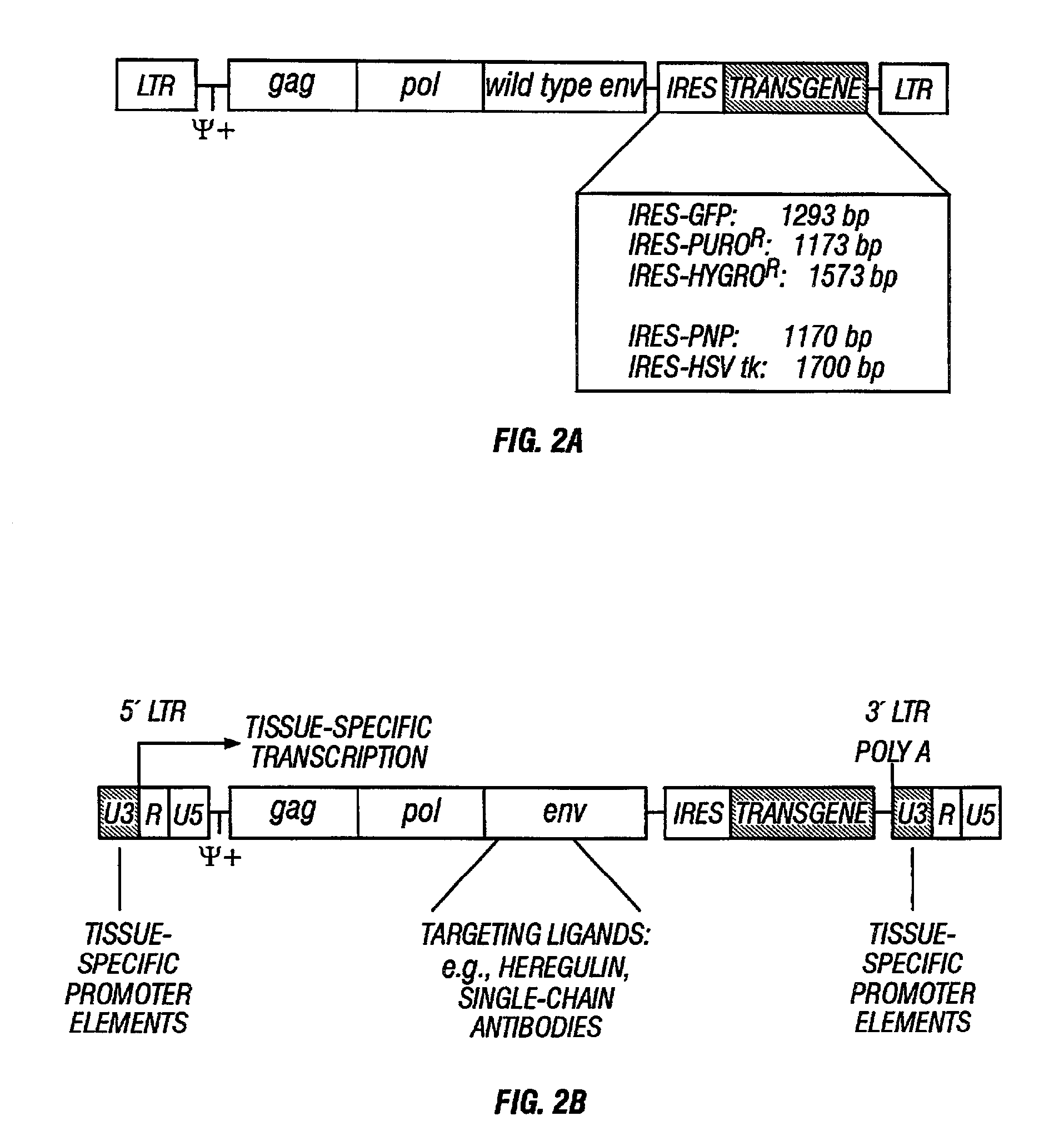 Gene delivery system and methods of use