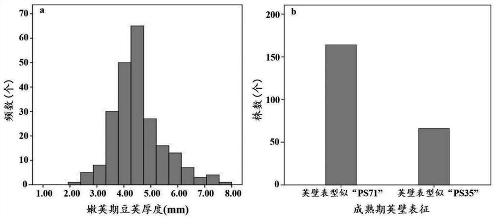 KASP molecular marker closely linked with major QTL of pod wall tenderness of peas and development method and application of KASP molecular marker