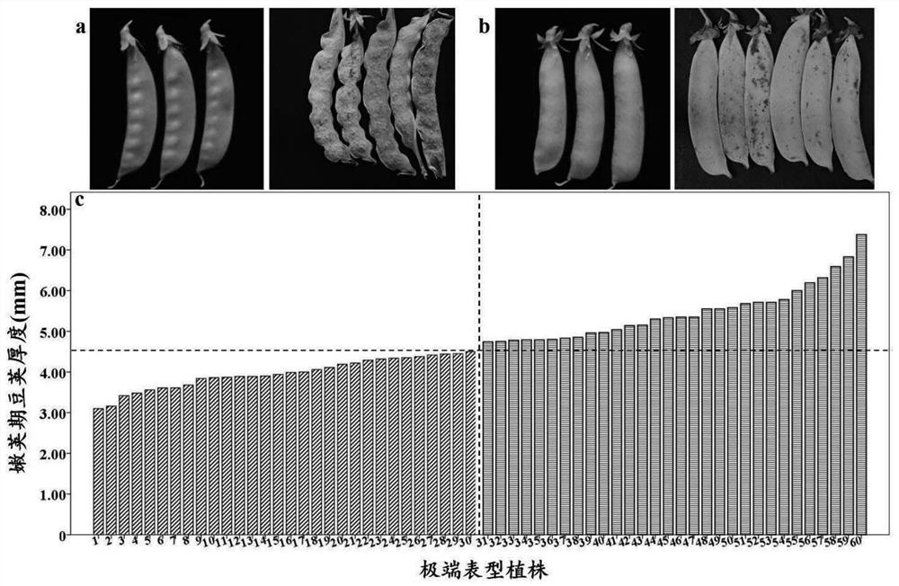 KASP molecular marker closely linked with major QTL of pod wall tenderness of peas and development method and application of KASP molecular marker