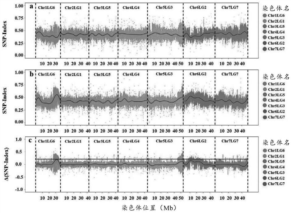 KASP molecular marker closely linked with major QTL of pod wall tenderness of peas and development method and application of KASP molecular marker