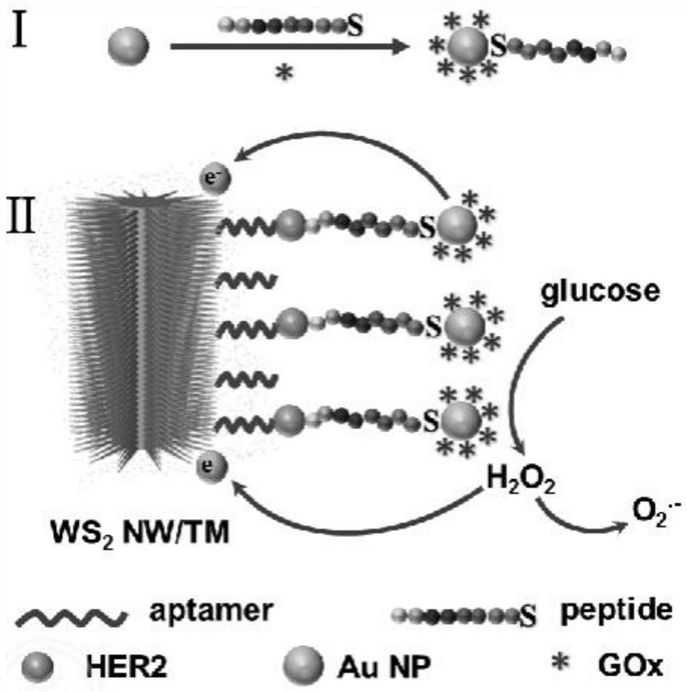 A dual-signal amplifying biosensor assembly method and its application