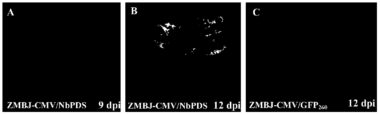 Cucumber mosaic virus-induced gene silencing system and its application