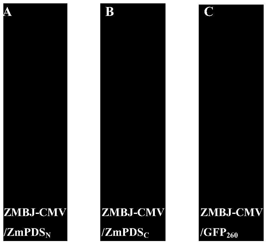 Cucumber mosaic virus-induced gene silencing system and its application